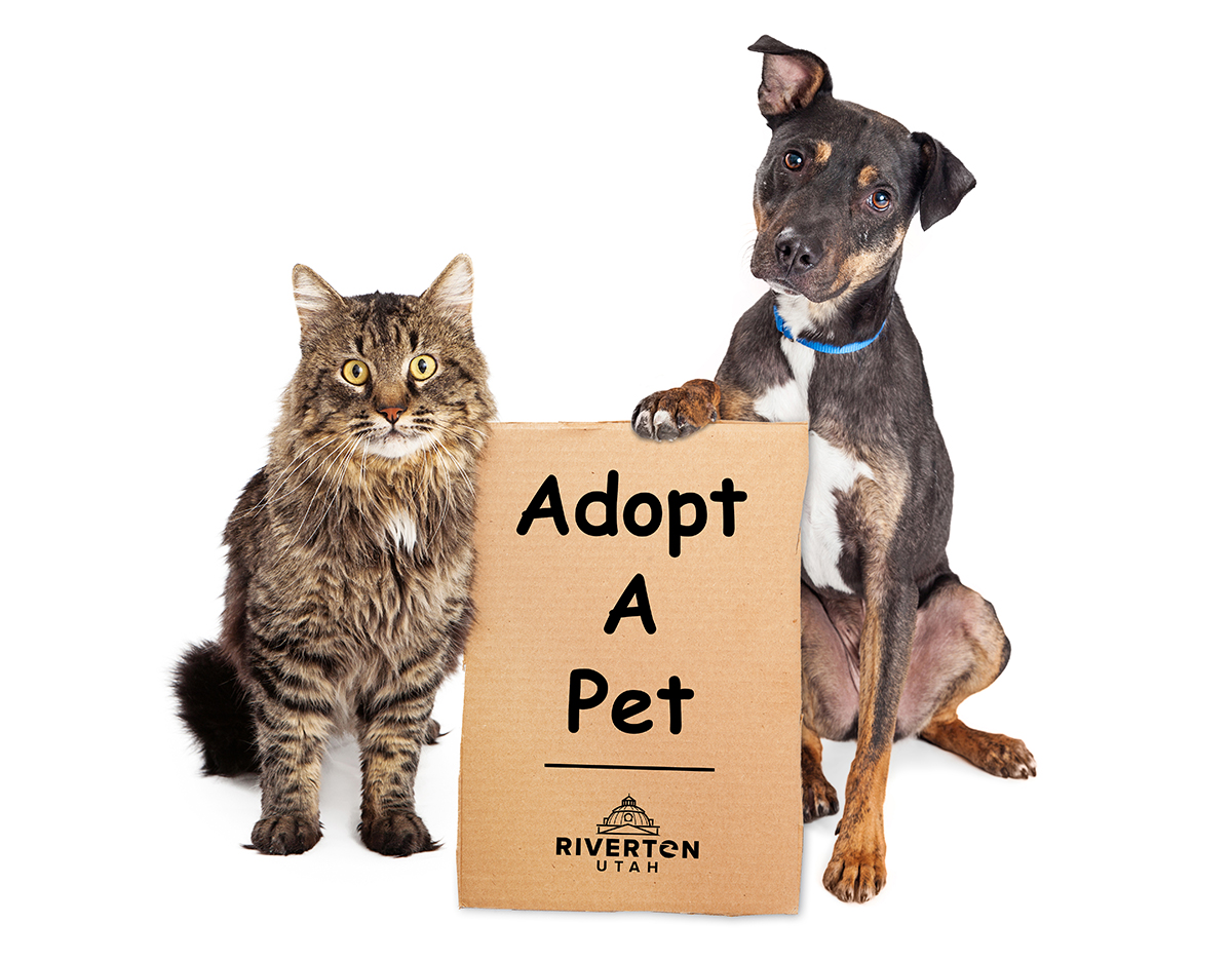 adopt-a-pet-thumbnail
